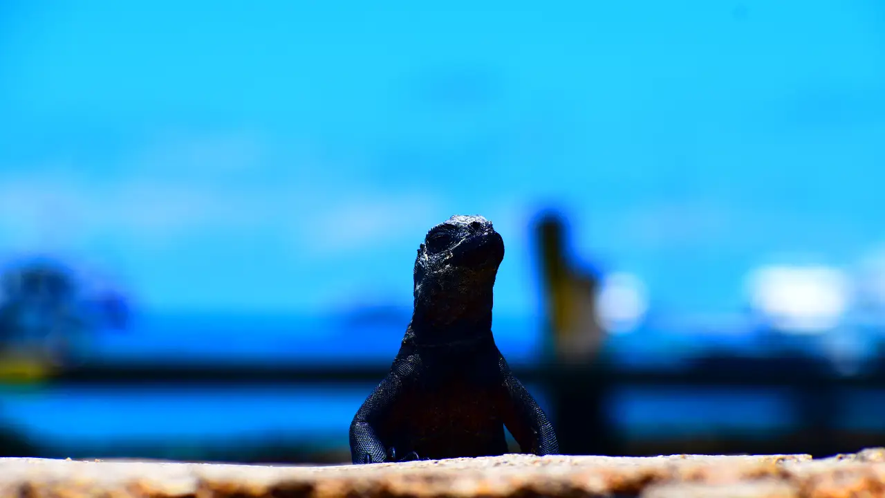 Lee más sobre el artículo ¿Por qué a Galápagos se le conoce como las Islas Encantadas?