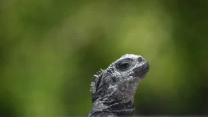 Que hace tan especial a las Islas Galápagos img