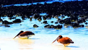 Que hace tan especial a las Islas Galapagos